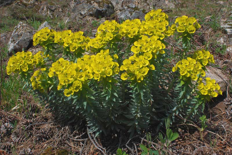 Euphorbia rigida / Euforbia rigida